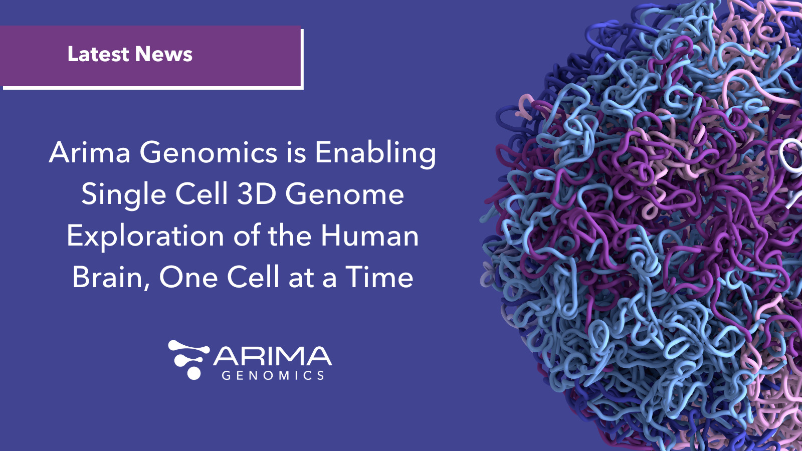 Arima Genomics Is Enabling Single Cell 3D Genome Exploration Of The