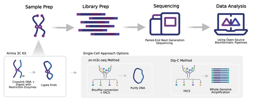 Getting Started Guide: Single-Cell 3D Genomics – Arima Genomics