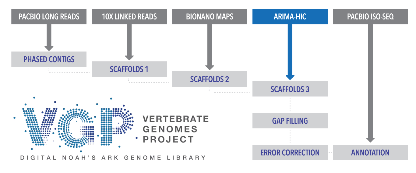 Arima Genomics is a technology partner of the VGP Phase 1.