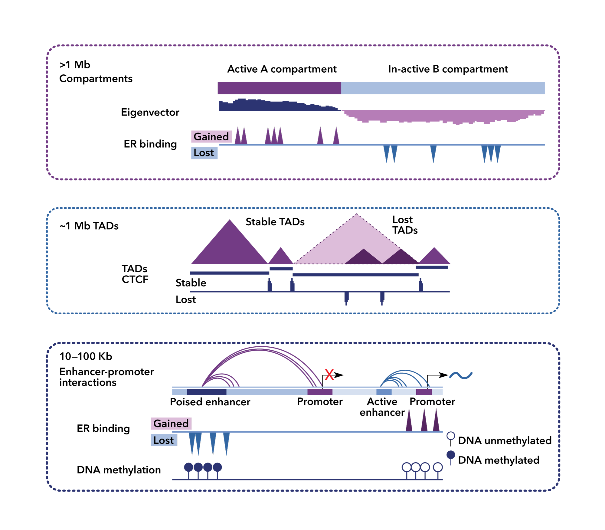 Arima Epigenetics Mechanism