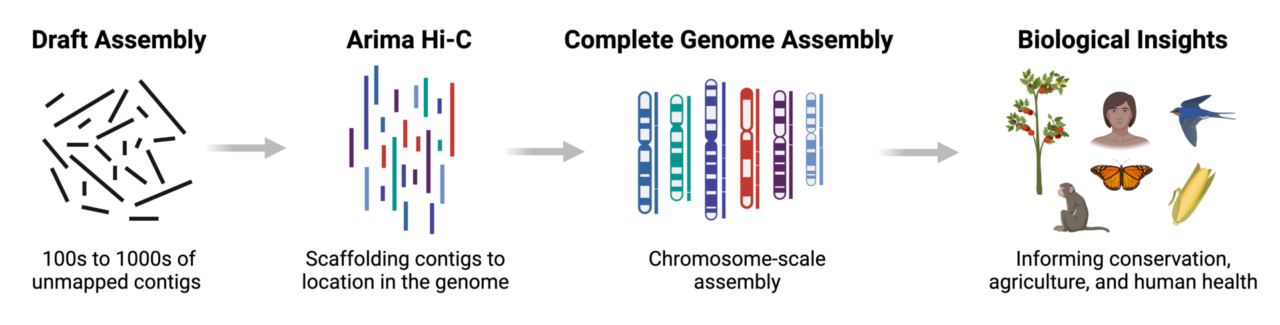 Genome Assembly Arima Genomics