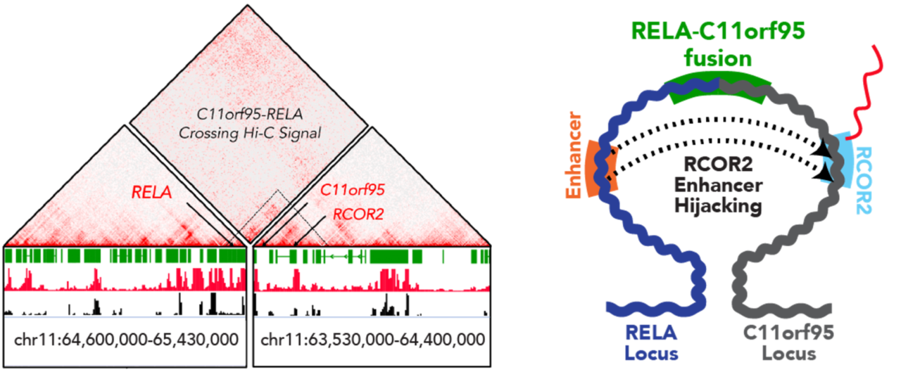 3d Cancer Genomics Redefine Cancer Research With 3d Genomics