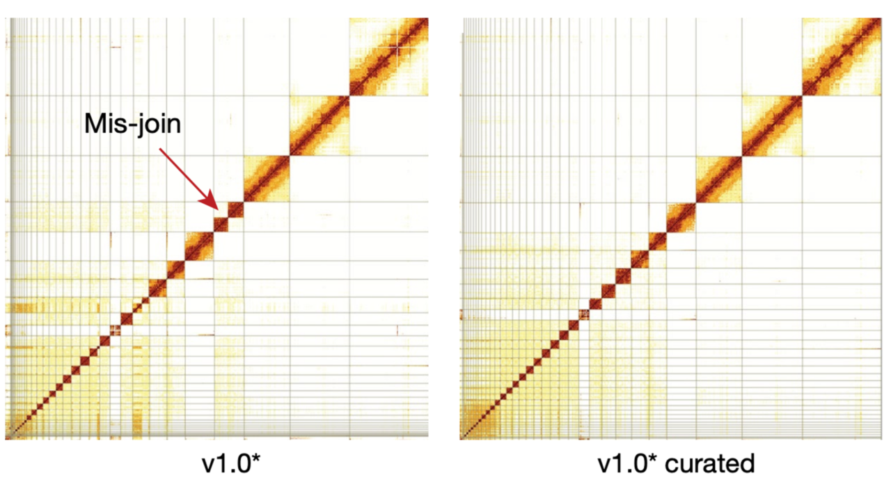 Genome Assembly HiC – Arima Genomics