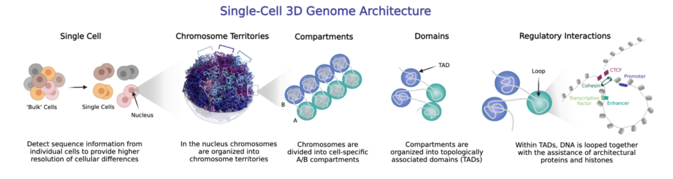 Getting Started Guide: Single-Cell 3D Genomics – Arima Genomics